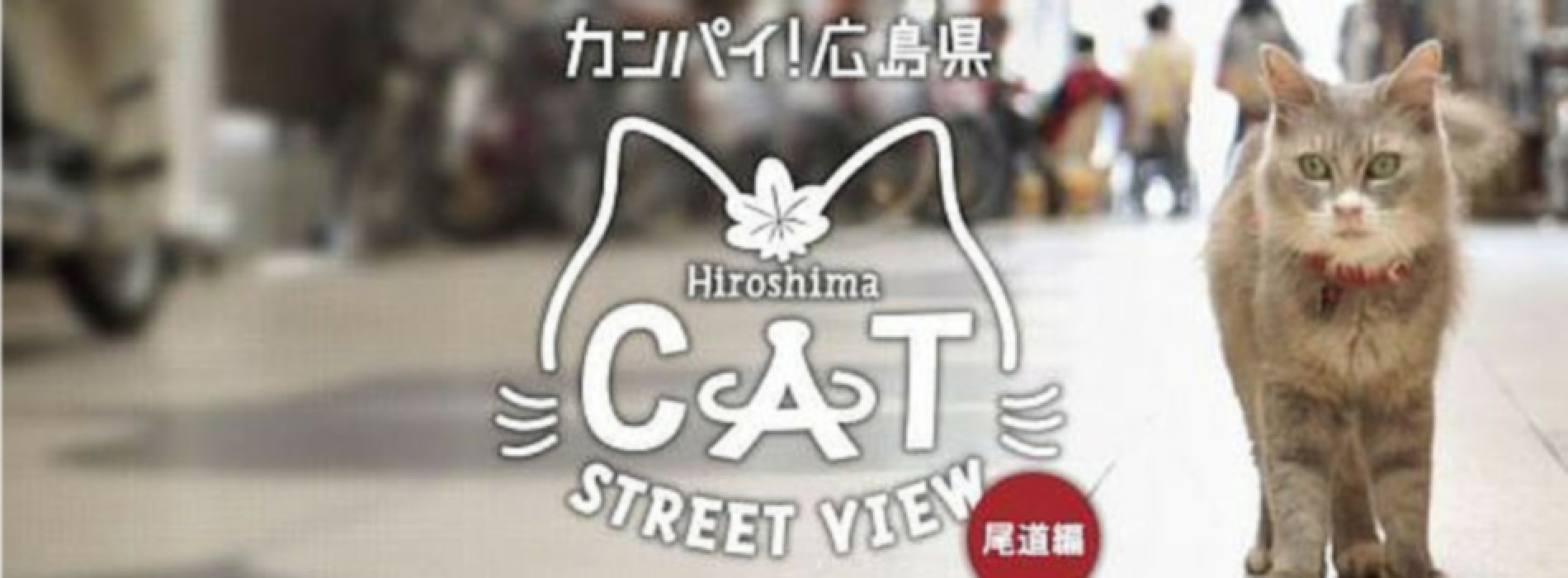 Hello street cat live. Hello Street Cat Мем. Коты в Китае hello Street Cat. Cat Street view. A Street Cats story.